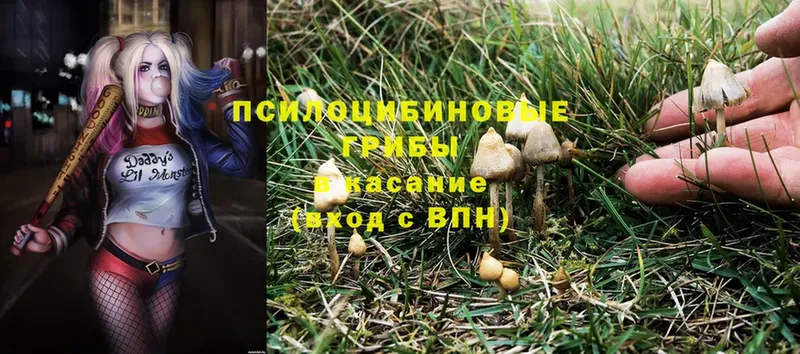 Псилоцибиновые грибы Psilocybe  даркнет клад  Западная Двина 