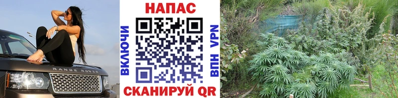 Марихуана марихуана  наркотики  Западная Двина 